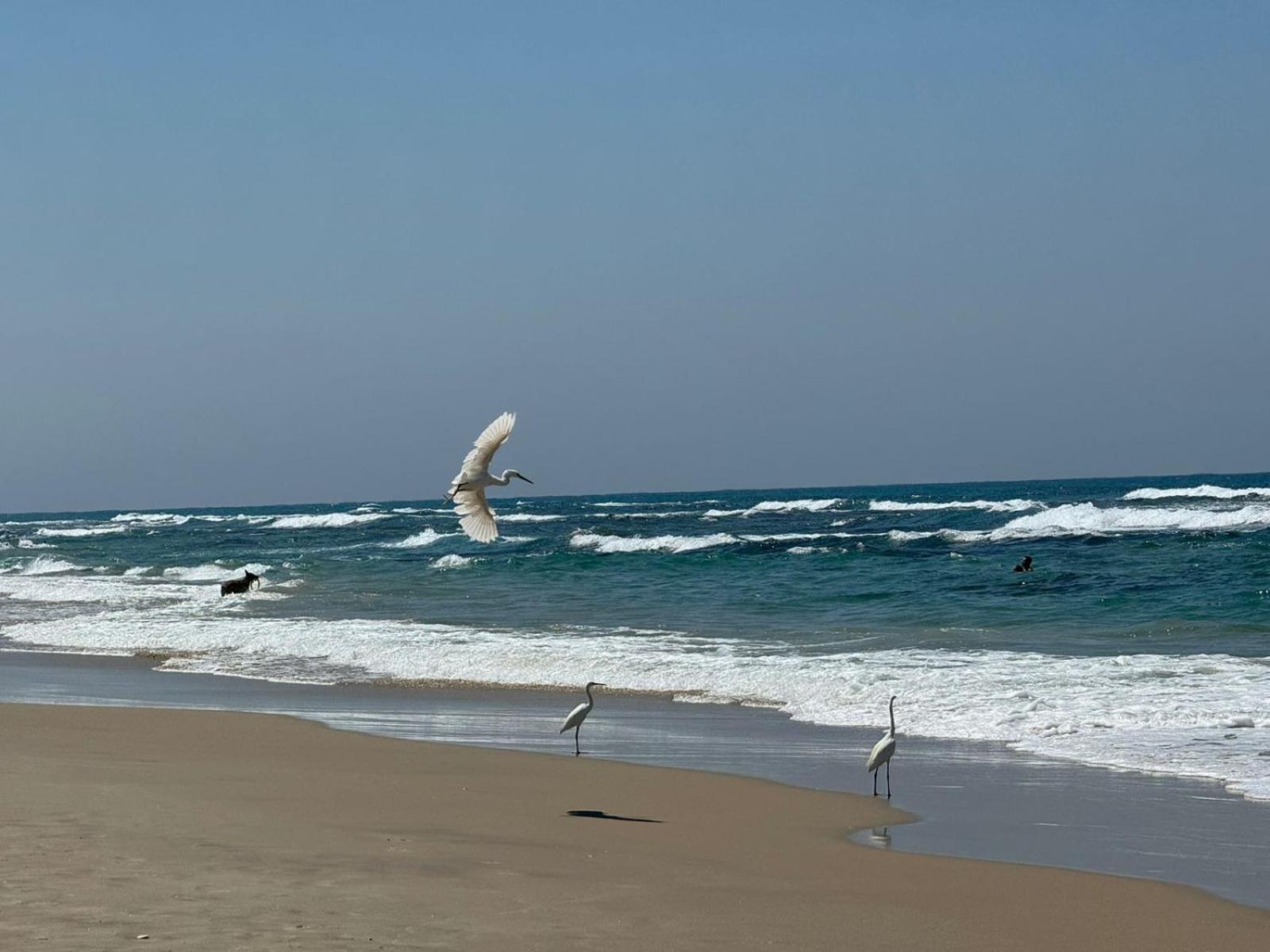 Go To Apartments In Leonardo Bat Yam Exterior photo